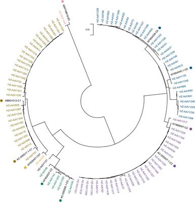 Molecular epidemiology and phylogenetic analyses of human adenovirus in pediatric patients with acute respiratory infections from Hangzhou during COVID-19 pandemic